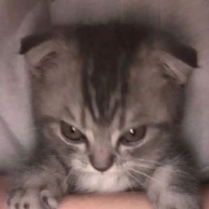 Meet your Posher, Cadence